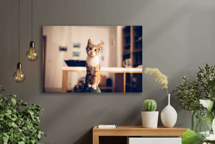 Плакат Любопытная кошка, 59x84 см (A1), Wolf Kult цена и информация | Настенные деревянные декорации | kaup24.ee
