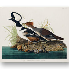 Плакат Водоплавающие птицы, 59x84 см (A1), Wolf Kult цена и информация | Картины, живопись | kaup24.ee