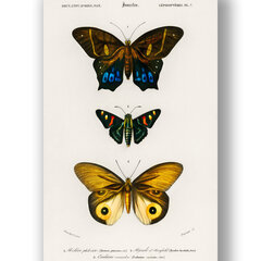 Плакат Бабочки IV, 59x84 см (A1), Wolf Kult цена и информация | Настенные деревянные декорации | kaup24.ee