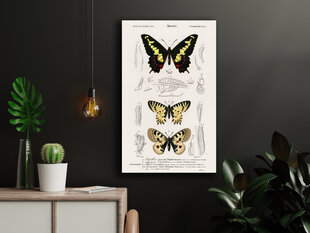 Плакат Бабочки III, 59x84 см (A1), Wolf Kult цена и информация | Настенные деревянные декорации | kaup24.ee