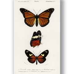 Плакат Бабочки II, 59x84 см (A1), Wolf Kult цена и информация | Настенные деревянные декорации | kaup24.ee