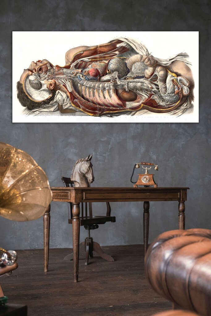 Plakat Inimese anatoomia, 59x84 cm (A1), Wolf Kult цена и информация | Seinapildid | kaup24.ee