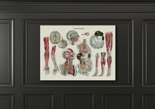 Плакат Анатомия III, 59x84 см (A1), Wolf Kult цена и информация | Картины, живопись | kaup24.ee