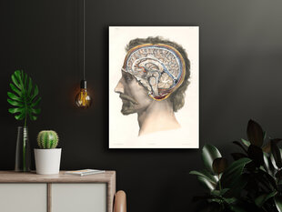 Плакат Анатомия мозга, 59x84 см (A1), Wolf Kult цена и информация | Настенные деревянные декорации | kaup24.ee