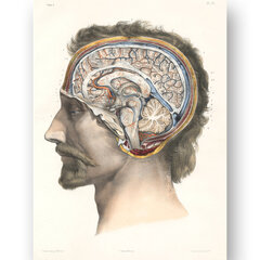 Плакат Анатомия мозга, 59x84 см (A1), Wolf Kult цена и информация | Настенные деревянные декорации | kaup24.ee