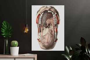 Plakat Suu anatoomia, 59x84 cm (A1), Wolf Kult hind ja info | Seinapildid | kaup24.ee