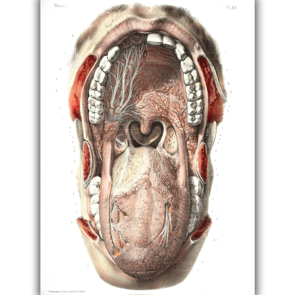 Plakat Suu anatoomia, 59x84 cm (A1), Wolf Kult цена и информация | Seinapildid | kaup24.ee