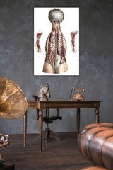 Плакат Анатомия, 59x84 см (A1), Wolf Kult цена и информация | Картины, живопись | kaup24.ee