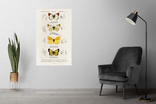 Плакат Бабочки XI, 59x84 см (A1), Wolf Kult цена и информация | Настенные деревянные декорации | kaup24.ee