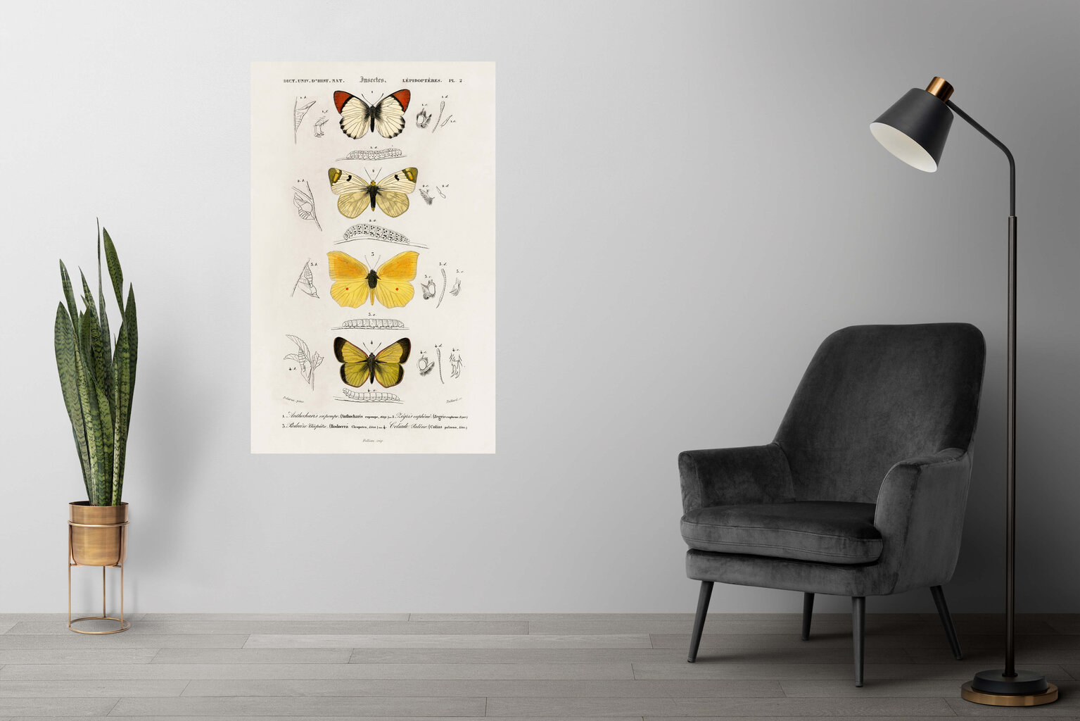 Plakat Liblikas XI, 59x84 cm (A1), Wolf Kult цена и информация | Seinapildid | kaup24.ee