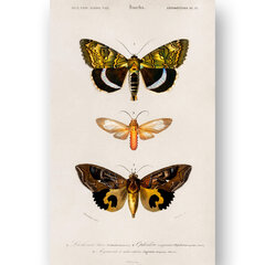Плакат Бабочки X, 59x84 см (A1), Wolf Kult цена и информация | Настенные деревянные декорации | kaup24.ee