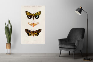 Плакат Бабочки X, 59x84 см (A1), Wolf Kult цена и информация | Настенные деревянные декорации | kaup24.ee