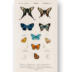 Плакат Бабочки VIII, 59x84 см (A1), Wolf Kult цена и информация | Настенные деревянные декорации | kaup24.ee
