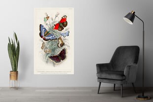 Плакат Разные Бабочки III, 59x84 см (A1), Wolf Kult цена и информация | Репродукции, картины | kaup24.ee