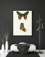 Плакат Бабочки VI, 59x84 см (A1), Wolf Kult цена и информация | Настенные деревянные декорации | kaup24.ee
