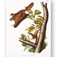 Плакат Белка-летяга, 59x84 см (A1), Wolf Kult цена и информация | Настенные деревянные декорации | kaup24.ee