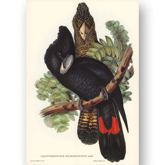 Плакат Какаду, 59х84 см (А1), Wolf Kult цена и информация | Настенные деревянные декорации | kaup24.ee