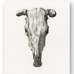 Плакат Иллюстрация черепа II, 59x84 см (A1), Wolf Kult цена и информация | Настенные деревянные декорации | kaup24.ee