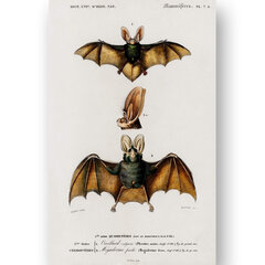 Плакат Летучие мыши III, 59x84 см (A1), Wolf Kult цена и информация | Настенные деревянные декорации | kaup24.ee