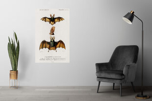 Плакат Летучие мыши III, 59x84 см (A1), Wolf Kult цена и информация | Настенные деревянные декорации | kaup24.ee