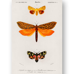 Плакат Бабочки IX, 42x59 см (A2), Wolf Kult цена и информация | Картины, живопись | kaup24.ee