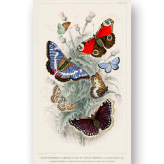 Плакат Разные бабочки III, 42x59 см (A2), Wolf Kult цена и информация | Картины, живопись | kaup24.ee