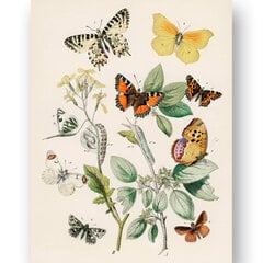 Плакат Разные бабочки, 42x59 см (A2), Wolf Kult цена и информация | Картины, живопись | kaup24.ee
