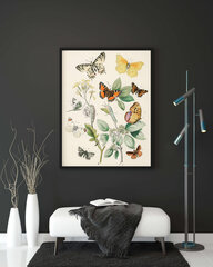 Плакат Разные бабочки, 42x59 см (A2), Wolf Kult цена и информация | Репродукции, картины | kaup24.ee