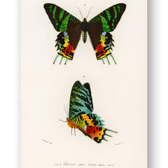 Плакат Бабочки VI, 42x59 см (A2), Wolf Kult цена и информация | Репродукции, картины | kaup24.ee
