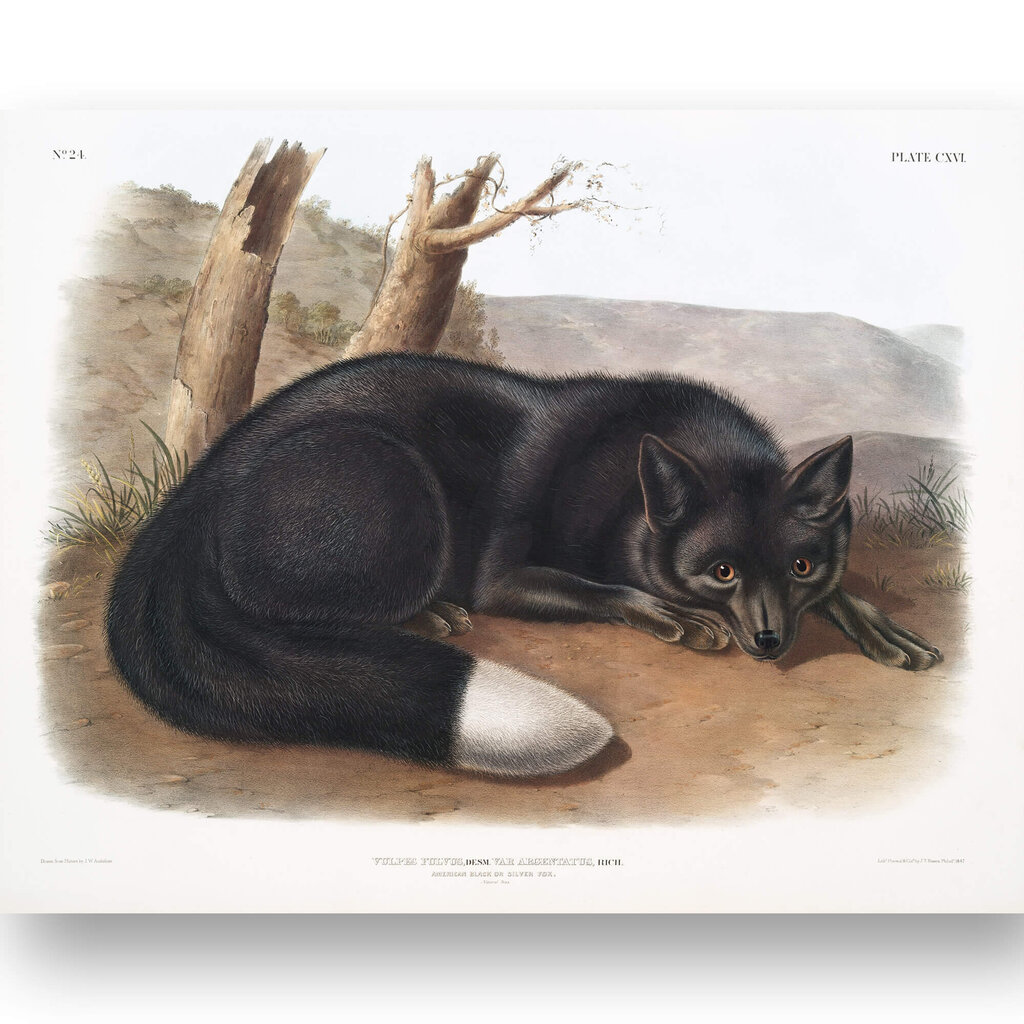 Plakat Must rebane, 42x59 cm (A2), Wolf Kult цена и информация | Seinapildid | kaup24.ee