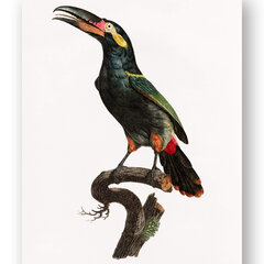 Плакат Экзотическая птица II, 42x59 см (A2), Wolf Kult цена и информация | Картины, живопись | kaup24.ee
