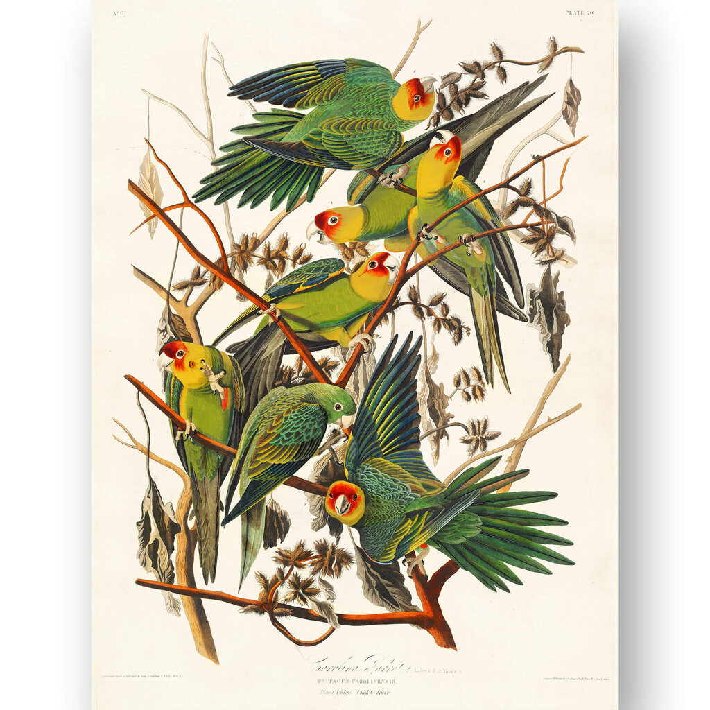 Plakat Rohelised papagoid, 42x59 cm (A2), Wolf Kult hind ja info | Seinapildid | kaup24.ee