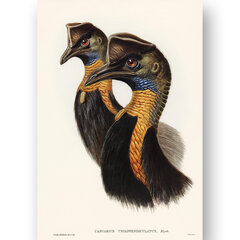 Плакат Казуар, 42х59 см (А2), Wolf Kult цена и информация | Репродукции, картины | kaup24.ee