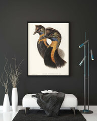 Плакат Казуар, 42х59 см (А2), Wolf Kult цена и информация | Картины, живопись | kaup24.ee