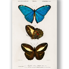 Плакат Бабочки V, 42x59 см (A2), Wolf Kult цена и информация | Репродукции, картины | kaup24.ee