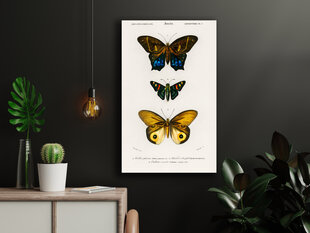 Плакат Бабочки IV, 42x59 см (A2), Wolf Kult цена и информация | Картины, живопись | kaup24.ee