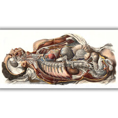 Plakat Inimese anatoomia, 42x59 cm (A2), Wolf Kult hind ja info | Seinapildid | kaup24.ee