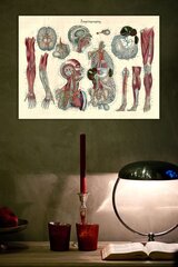 Плакат Анатомия III, 42x59 см (A2), Wolf Kult цена и информация | Репродукции, картины | kaup24.ee