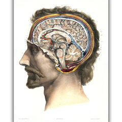 Плакат Анатомия мозга, 42x59 см (A2), Wolf Kult цена и информация | Репродукции, картины | kaup24.ee