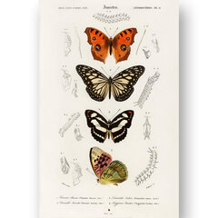 Плакат Бабочки XII, 42x59 см (A2), Wolf Kult цена и информация | Репродукции, картины | kaup24.ee