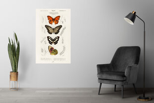 Plakat Liblikad XII, 42x59 cm (A2), Wolf Kult цена и информация | Картины, живопись | kaup24.ee