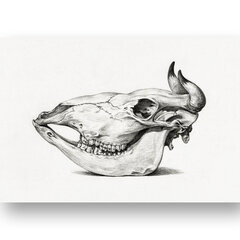 Плакат Иллюстрация черепа, 42x59 см (A2), Wolf Kult цена и информация | Картины, живопись | kaup24.ee