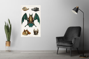Плакат Летучие мыши II, 42x59 см (A2), Wolf Kult цена и информация | Картины, живопись | kaup24.ee