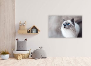 Картина Кошка, 100x70 см цена и информация | Картины, живопись | kaup24.ee