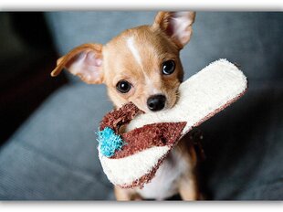 Картина Собака с тапочкой, 100x70 см цена и информация | Картины, живопись | kaup24.ee