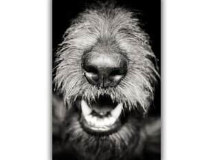 Картина Собачий нос, 100x70 см цена и информация | Картины, живопись | kaup24.ee