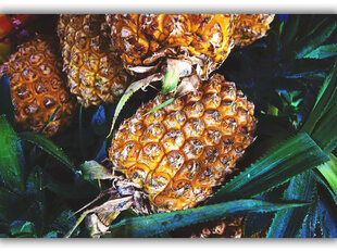 Reproduktsioon Ananassid, 60x80 cm цена и информация | Картины, живопись | kaup24.ee