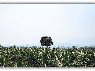 Картина Одинокое дерево, 60x80 см цена и информация | Картины, живопись | kaup24.ee