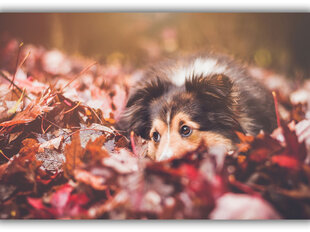 Картина Собака в листьях, 40x60 см цена и информация | Картины, живопись | kaup24.ee