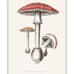 Plakat Amanita, 42x59 cm (A2) hind ja info | Seinapildid | kaup24.ee